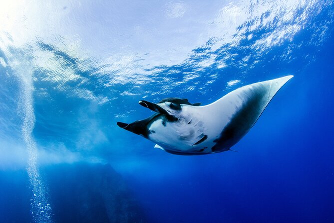 2 Days & 1 Night - 2 Dives in Lembongan/Penida (for certified divers) - Two Morning Underwater Sessions at Manta Point and Crystal Bay