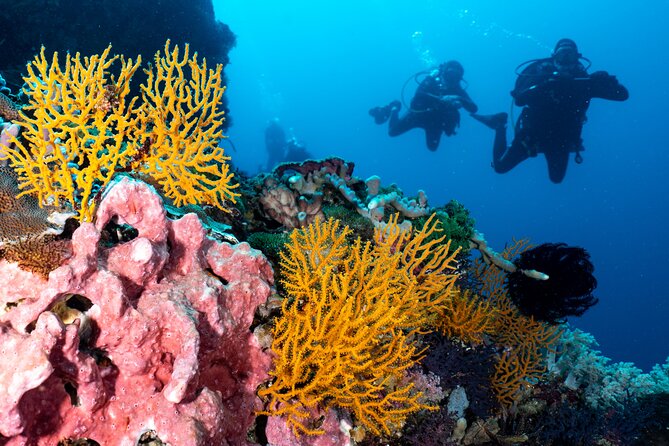 2 Days & 1 Night - 2 Dives in Lembongan/Penida (for certified divers) - Your Scuba Coaches: Safety, Level Adjustments, and Spotting Skills