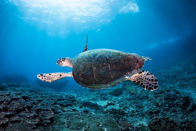 2 Days & 1 Night - 2 Dives in Lembongan/Penida (for certified divers) - Price and Logistics: Is $222.45 Worth It?