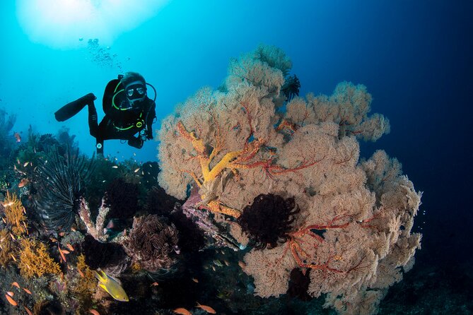 2 Days & 1 Night - 2 Dives in Lembongan/Penida (for certified divers) - FAQ