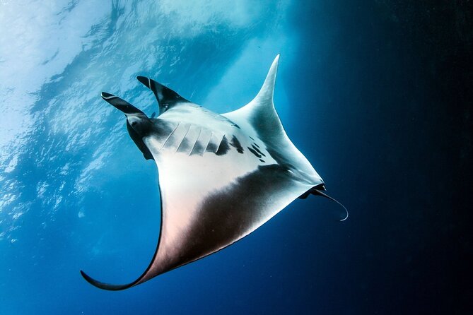 2 Days & 1 Night - 2 Dives in Lembongan/Penida (for certified divers) - One Night in Nusa Lembongan: Why Sleeping There Helps