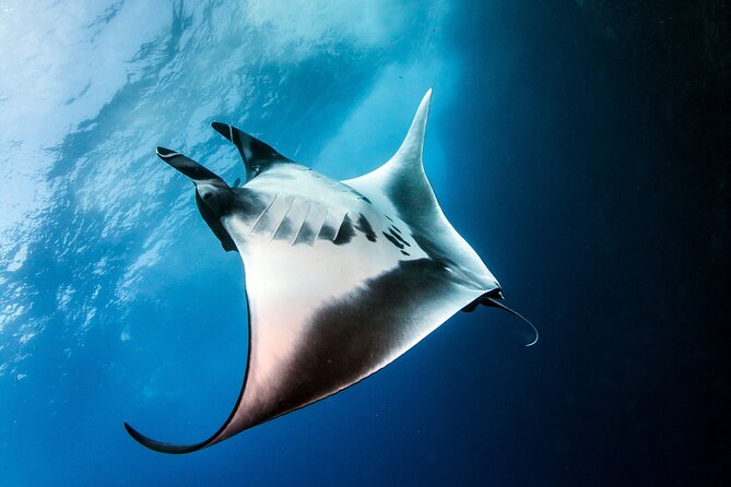 2 Days/1N Trip - Snorkeling with Manta Rays in Lembongan/Penida (all included) - Why this corner of Bali works for manta chances