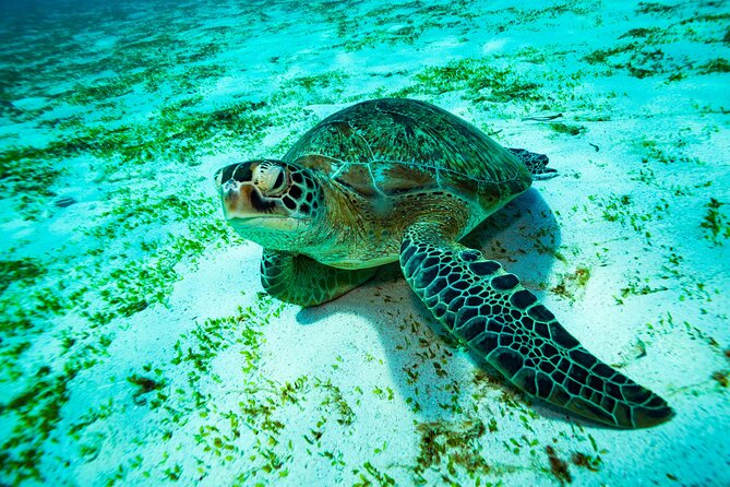 2 Days/1N Trip - Snorkeling with Manta Rays in Lembongan/Penida (all included) - Overnight on Nusa Lembongan: what it changes in real life