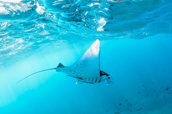 2 Days/1N Trip - Snorkeling with Manta Rays in Lembongan/Penida (all included) - Manta Point and Crystal Bay: two spots, two styles of snorkeling