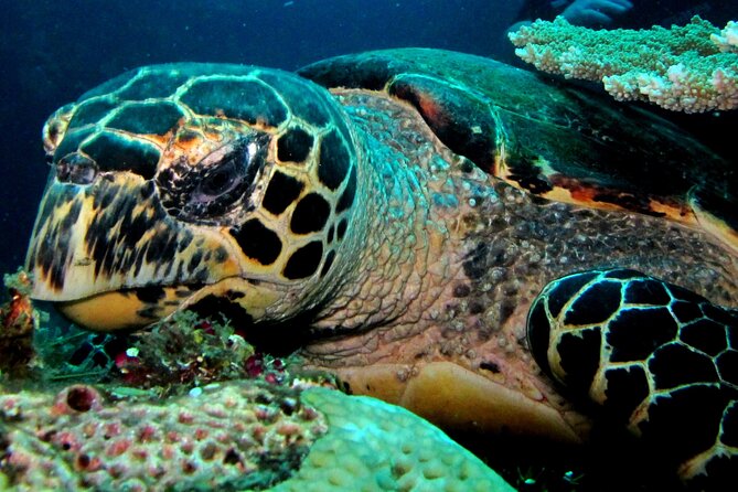 2 PADI Certified Dives at Tulamben from Bali - First session on the coral gardens: marine life you can actually track