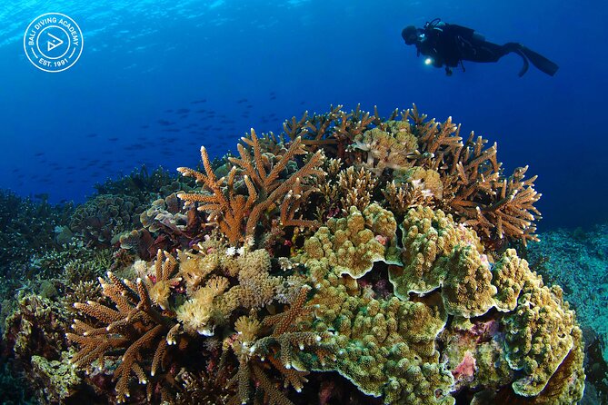 3 Epic Dives in Nusa Penida - Certified Divers' Day Trip - Safety and Coaching: What Certified Guidance Really Looks Like