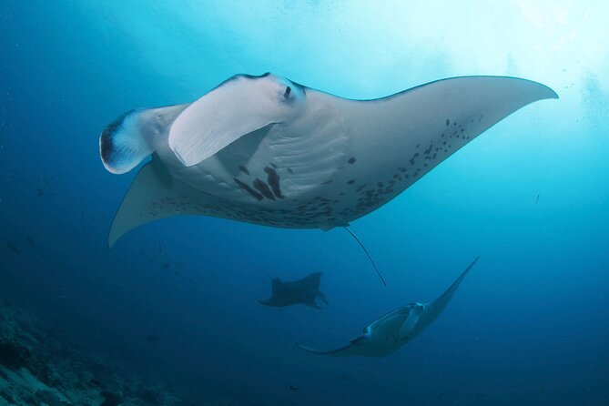 3 Epic Dives in Nusa Penida - Certified Divers' Day Trip - Price and Logistics: What the $190 Includes and Why It’s Not Just a “Boat Ticket”