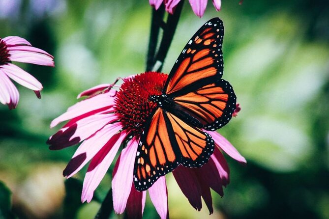 4-Hour Private Tour in Jatiluwih Terraces and Butterfly Park - Key highlights worth your attention
