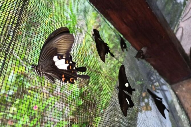 4-Hour Private Tour in Jatiluwih Terraces and Butterfly Park - Jatiluwih rice terraces: UNESCO views and a better pace for photos