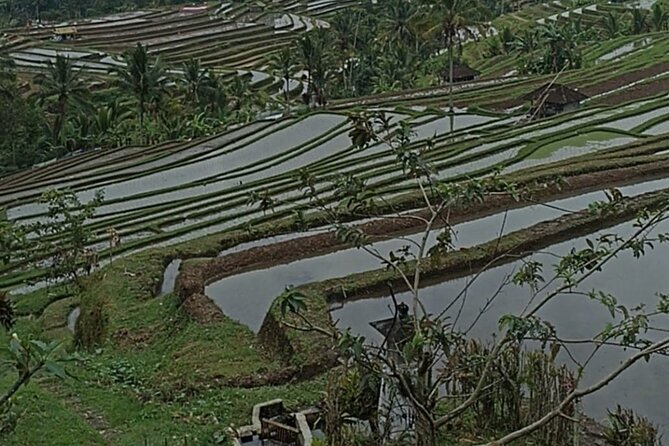 4-Hour Private Tour in Jatiluwih Terraces and Butterfly Park - Getting the timing right: early start and realistic pace
