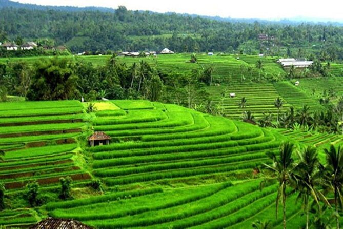 4-Hour Private Tour in Jatiluwih Terraces and Butterfly Park - Is this tour worth booking for you?