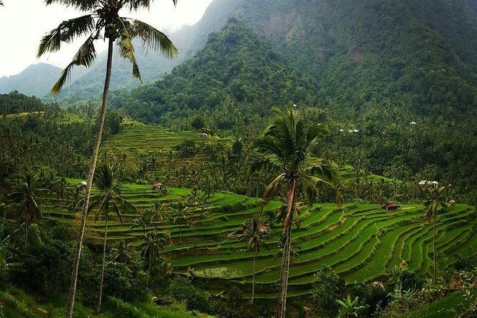 All inclusive Bali Sekumpul Waterfalls Trekking Tour - Sekumpul Waterfall: where the trekking turns into swim time