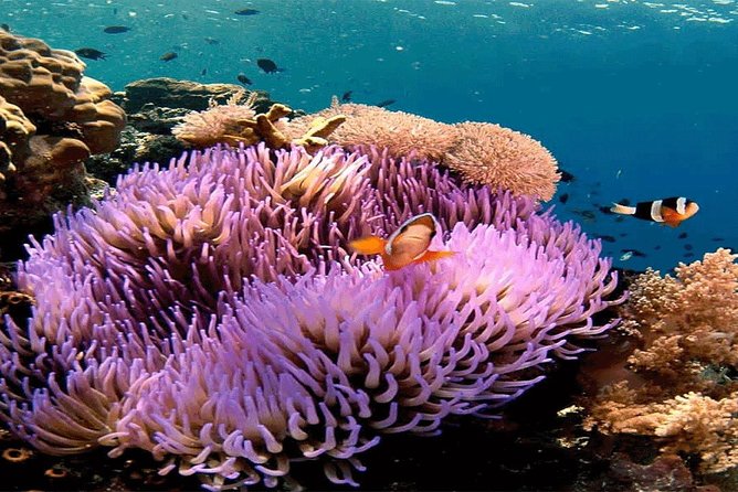All Inclusive Bali Snorkeling Blue Lagoon tour experience - Private Door-to-Door Transfer: Less Hassle, More Sun