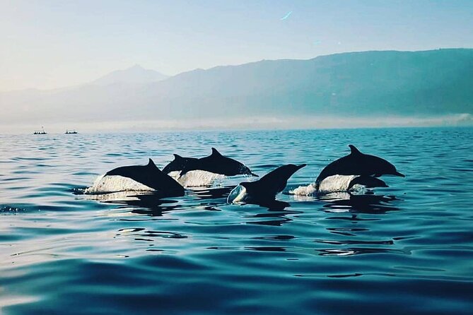 All inclusive Lovina Dolphins Sunrise tour, Waterfall & Temple - On the boat: dolphin watching and snorkeling that stays respectful