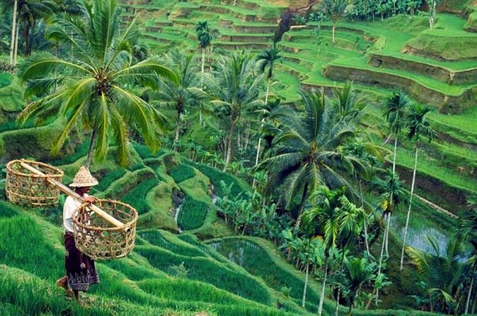 All inclusive Ubud private tour - Price and what makes it good value (and what doesn’t get included)
