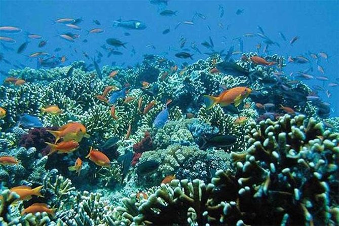 All Ticket Inclusive-Blue Lagoon Snorkeling-Ubud Monkey Forest & Ubud Waterfall - Tegenungan Waterfall: Green Jungle Views and Photo Spots from the Hill