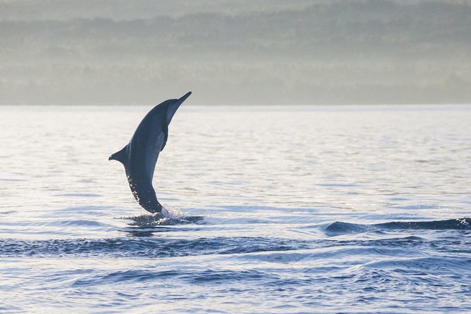 Amazing Private Tours: Dolphins Lovina and Gitgit Waterfall include Lunch - Lovina Beach at sunrise: dolphins, black sand, and calm water