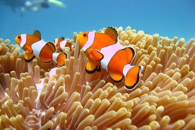 Bali ATV Quad Bike Adventure and Snorkeling Tour - Snorkeling by Boat: Blue Lagoon and Padangbai Water Time