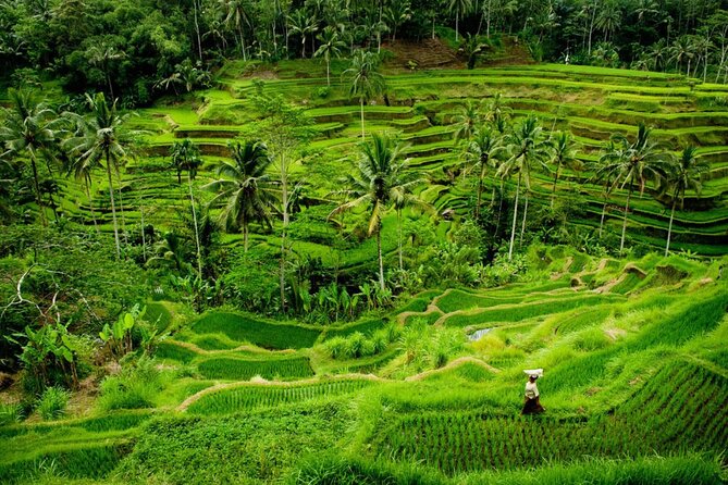 Bali Benoa Shore Excursion for Cruise's Passenger - All Inclusive - Tegalalang Rice Terraces Lunch: The Included Meal You’ll Actually Remember