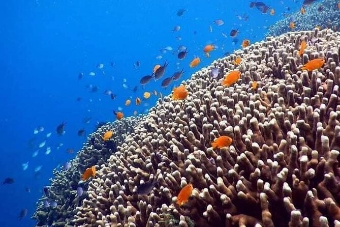 Bali Best Snorkeling at Blue Lagoon - Blue Lagoon vs. Tanjung Jepun: what the second stop adds