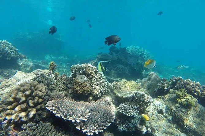 Bali Best Snorkeling at Blue Lagoon - Lunch and coffee/tea: the value you feel at the end