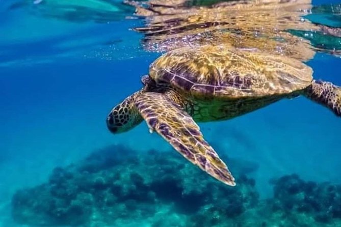Bali Best Snorkeling at Blue Lagoon - Price and what you’re really paying for ($29.99)