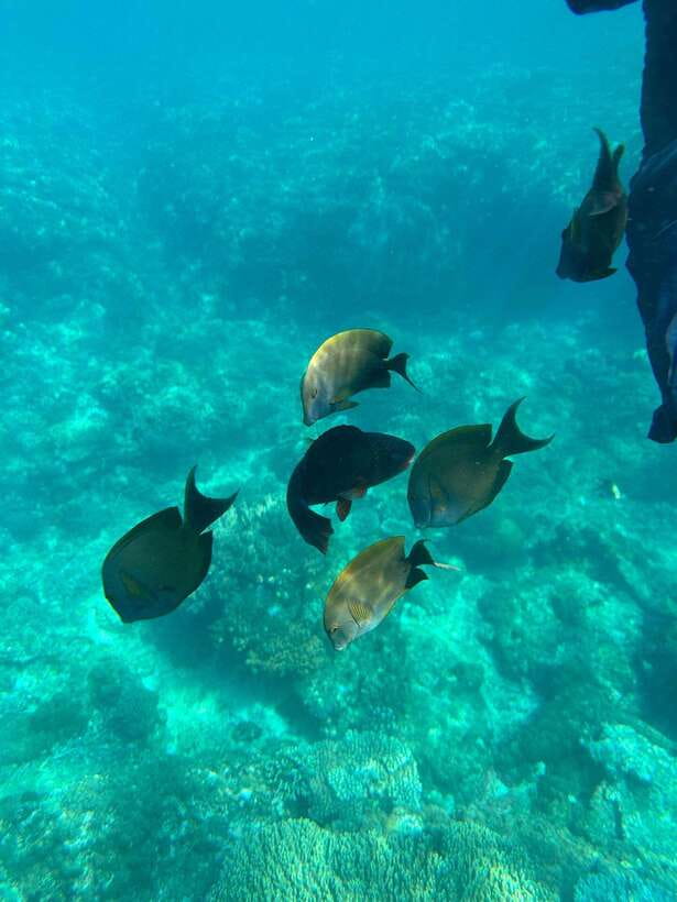 Bali: Blue Lagoon Snorkeling, Waterfall, and Plantation - Blue Lagoon and Tanjung Jepun: why Padang Bai works for first-timers