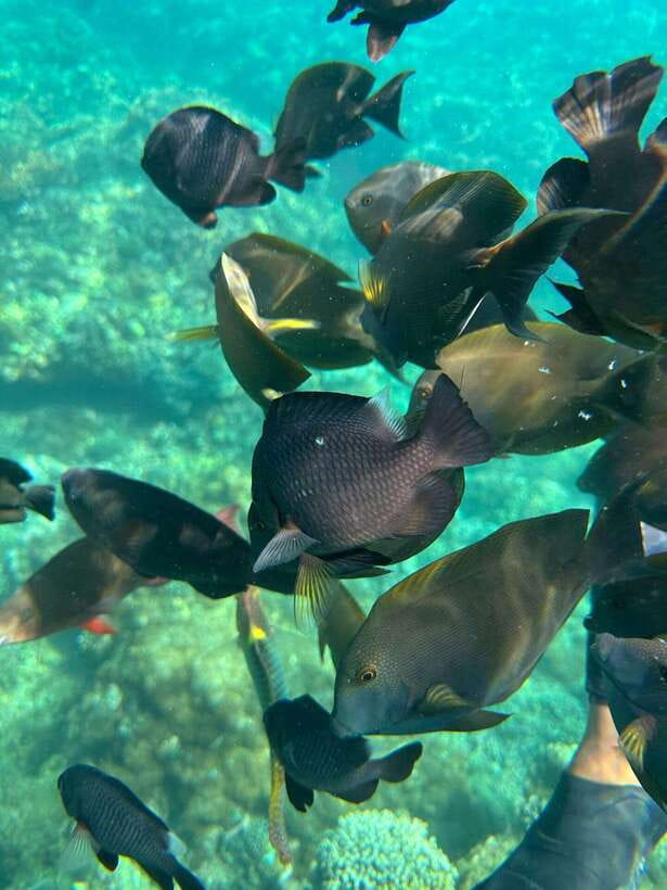 Bali: Blue Lagoon Snorkeling, Waterfall, and Plantation - The waterfall stop: pretty scenery, but expect other people