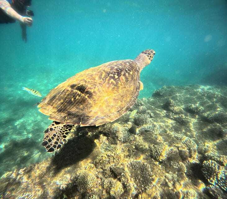 Bali: Blue Lagoon Snorkeling, Waterfall, and Plantation - Coffee plantation and tasting: what you learn and what you might buy