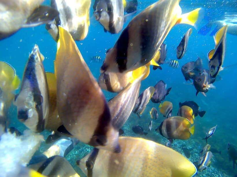 Bali: Blue Lagoon Snorkeling & Waterfall Tour - Snorkeling in Two Bays: Blue Lagoon + Tanjung Jepun
