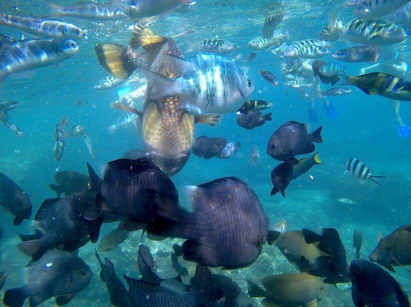 Bali: Blue Lagoon Snorkeling & Waterfall Tour - Beach lunch with ocean views: a break that actually feels like a reward