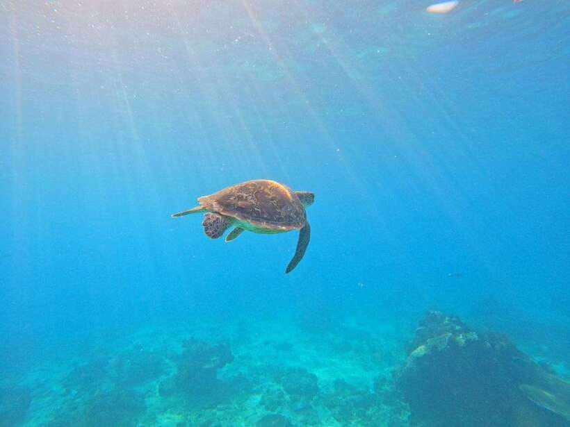 Bali: Blue Lagoon Snorkeling & Waterfall Tour - Who this tour suits best (and who should skip it)