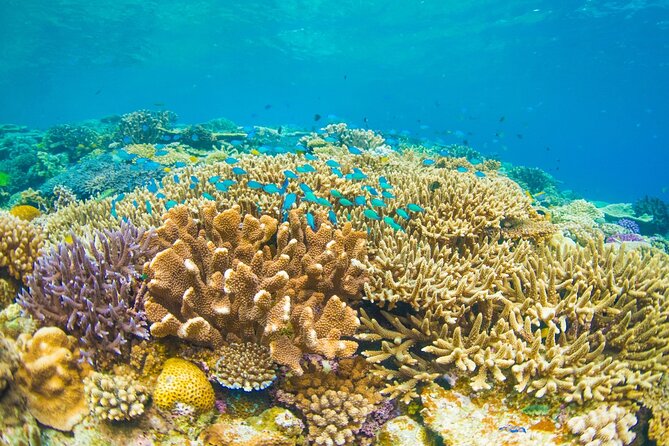 Bali Blue Lagoon Snorkeling with Private Transfer and Lunch - Gear, Changing, and the Small Comfort Wins