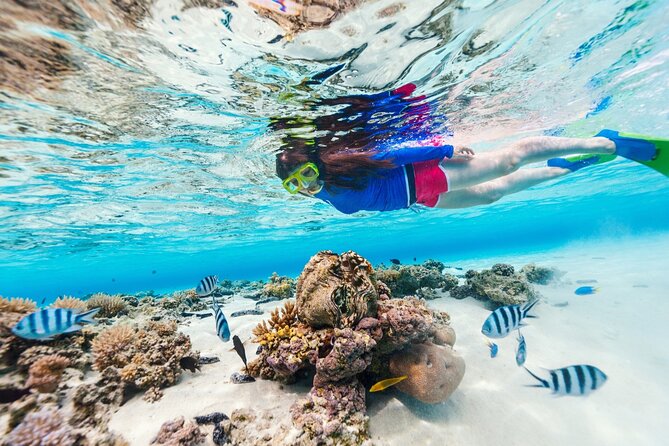 Bali Blue Lagoon Snorkeling with Private Transfer and Lunch - Lunch After Snorkeling: Set Menu, Good Timing, No Guesswork