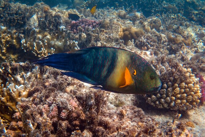 Bali Blue Lagoon Snorkeling with Private Transfer and Lunch - Price and Value: What You’re Really Paying For