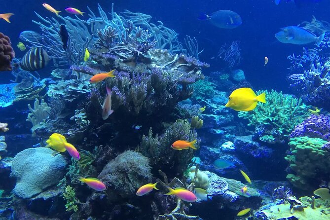 Bali Blue Lagoon Snorkeling with Private Transfer and Lunch - The Guide and Safety Help (Especially If You’re Not a Strong Swimmer)