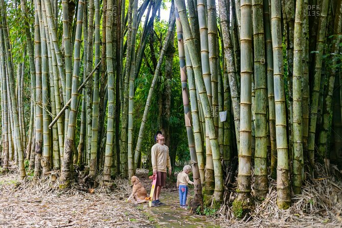 Bali Cultural Heritage Bamboo Forest Tour (Private All Inclusive) - Sacred Bamboo Forest at Penglipuran: Quiet Shade and Real Plant Diversity
