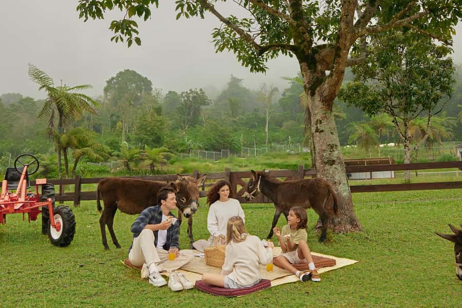 Bali: Farm House Experience with Entry Ticket & Options - Donkey options: hand feeding and the guided walk