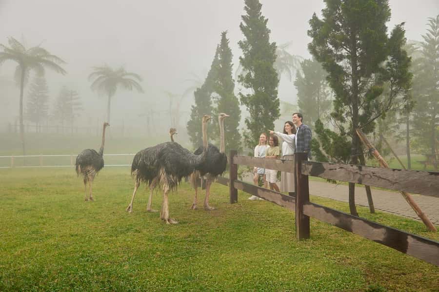 Bali: Farm House Experience with Entry Ticket & Options - Picnics on the farm: blanket, juice, and local flavors