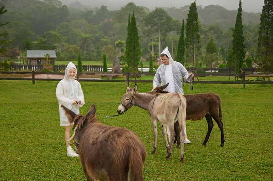 Bali: Farm House Experience with Entry Ticket & Options - Alpaca brunch option: a longer, guided feed-and-learn