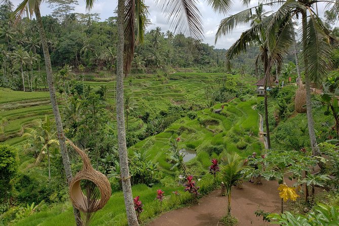 Bali Full Day Holy Water Tour - Price and Value Check: Is $59 a Fair Deal?