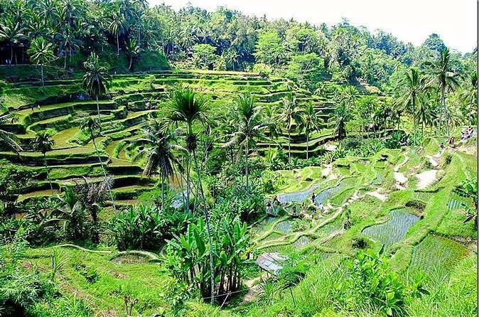 Bali Full Day Tour - Four Itineraries From Kuta: Choose Your Bali Mood