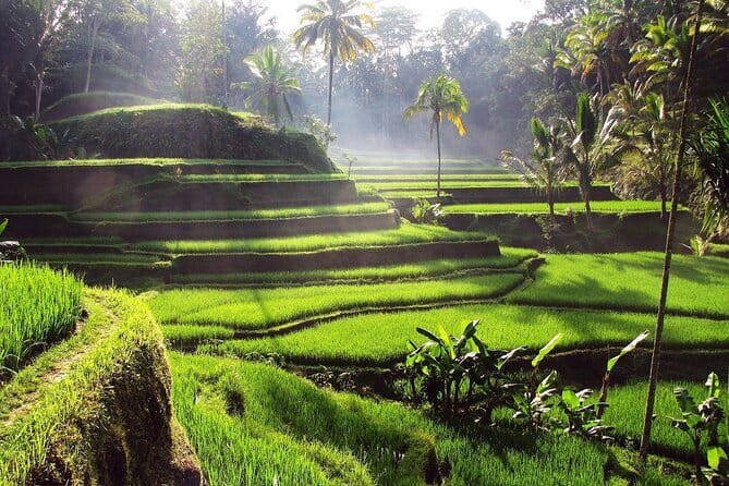 Bali Full-Day Tours : Waterfall and Ubud Destination Trip - Why this Ubud day trip makes sense from Kuta
