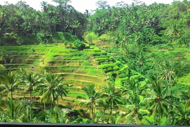 Bali Hindu temple, Rice terrace, Waterfall -All Inclusive - Uma Pakel Agro Tourism: coffee processing and a needed reset