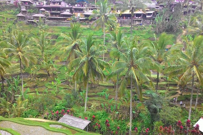 Bali Hindu temple, Rice terrace, Waterfall -All Inclusive - Price check: $60, but what you’re really paying for