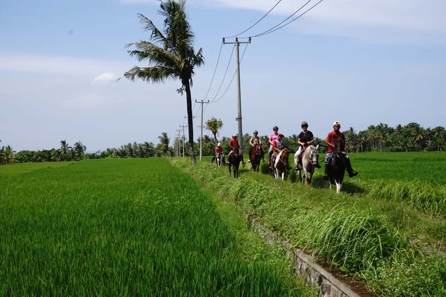 Bali: Horse Riding on Pigstone Beach and in the Rice Fields - Tips to get the most out of your ride
