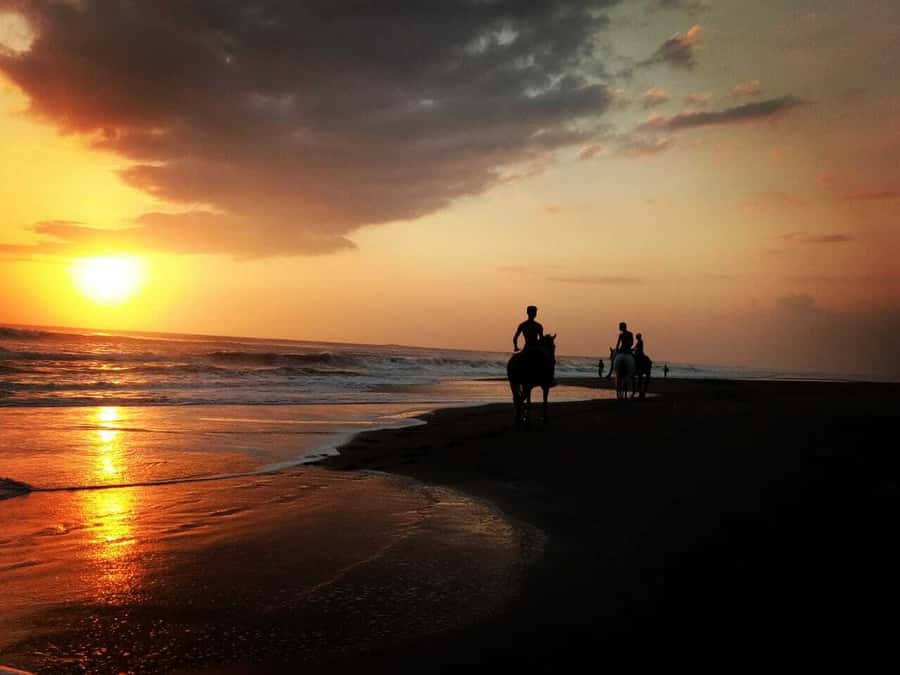 Bali: Horse Riding on Pigstone Beach and in the Rice Fields - A Bali horse ride route that actually feels local