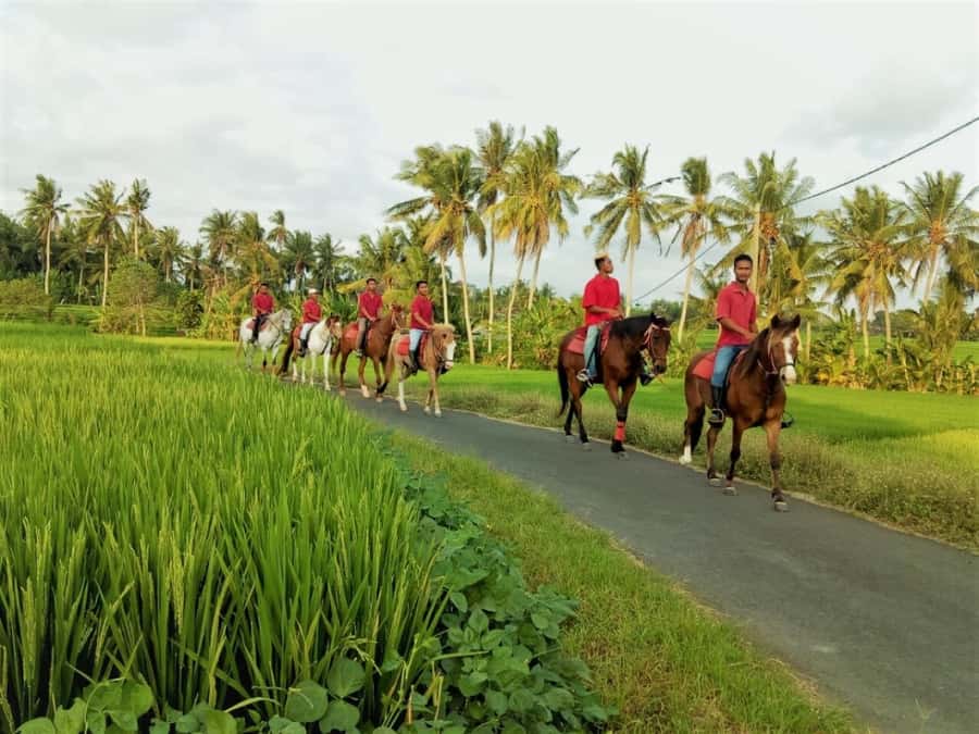 Bali: Horse Riding on Pigstone Beach and in the Rice Fields - Logistics that can make or break the experience