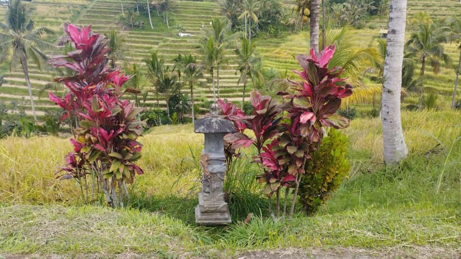Bali: Jatiluwih Full-Day E-Bike and Trekking Tour - The Ride Through Jungle and Giant Bamboo Forests