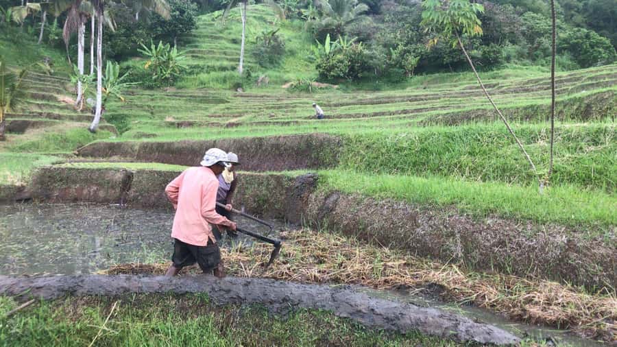 Bali: Jatiluwih Full-Day E-Bike and Trekking Tour - Lunch in the Rice Terraces: More Than Just Fuel